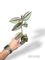 Tradescantia Jungle Fever