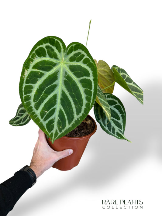 Anthurium Crystallinum XL