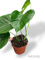 Monstera Sierrana Mexican Form