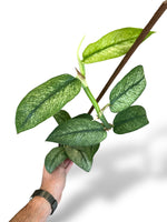 Rhaphidophora Hongkongensis Variegata