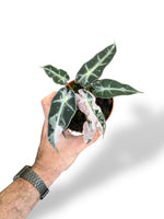 Alocasia Bambino Pink Variegata rare plants collection marcelarium