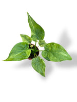 Alocasia Cucullata Variegata rare plants collection marcelarium