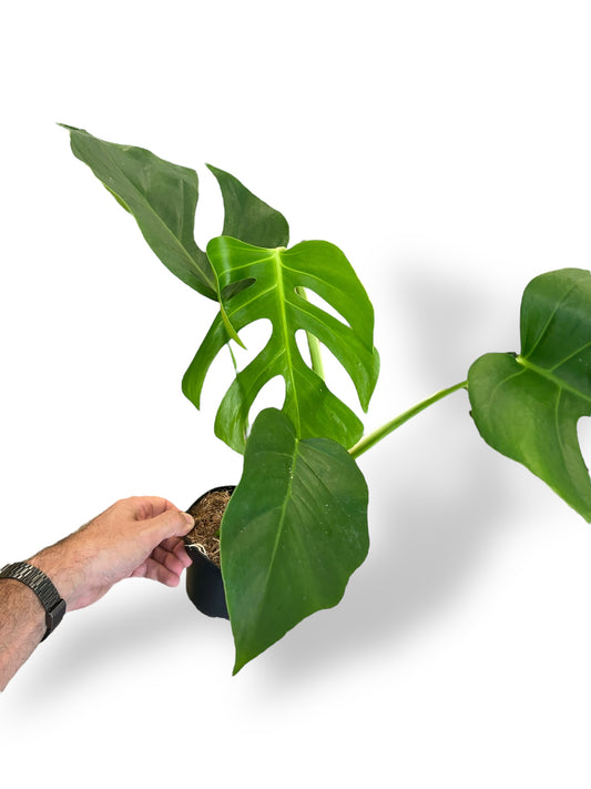Monstera Sierrana Hawai