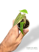 Dioscorea Pink Pixel