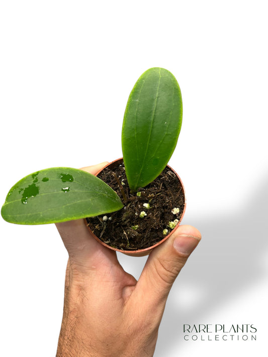 Hoya Rintzii Borneo