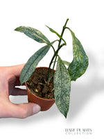 Hoya Multiflora Silver Splash