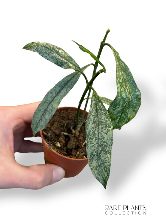 Hoya Multiflora Silver Splash