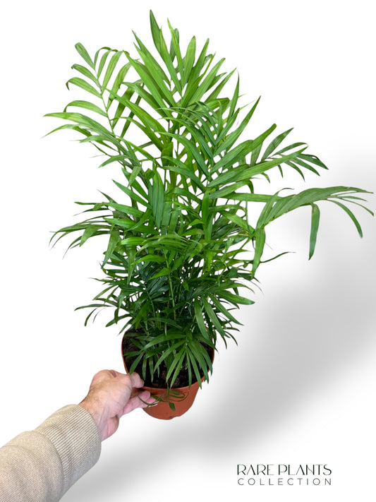 Chamaedorea Elegans