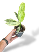 Epipremnum Giganteum Mint