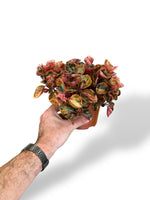 Peperomia Creme Brulee rare plants collection marcelarium