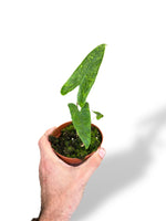 Alocasia Reticulata rare plants collection marcelarium