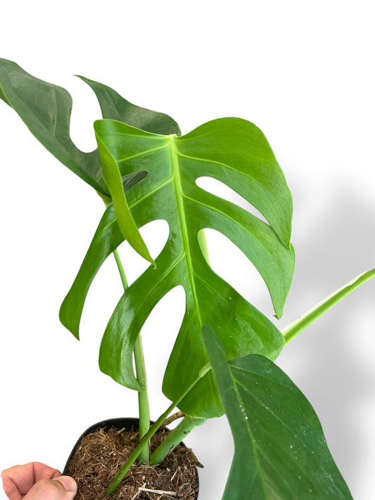 Monstera Sierrana Hawai