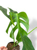 Monstera Sierrana Hawai