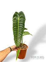 Anthurium Veitchii XL