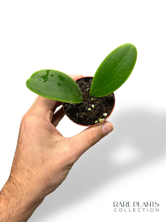 Hoya Rintzii Borneo