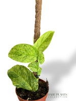 Rhaphidophora Korthalsii Marble Aurea rpc rare plants collection marcelarium