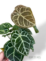 Anthurium Crystallinum Karma