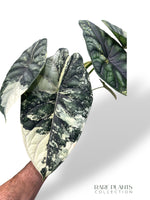 Alocasia Dragon Scale Albo Variegata rpc rare plants collection marcelarium