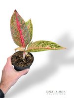 Aglaonema Romance Red