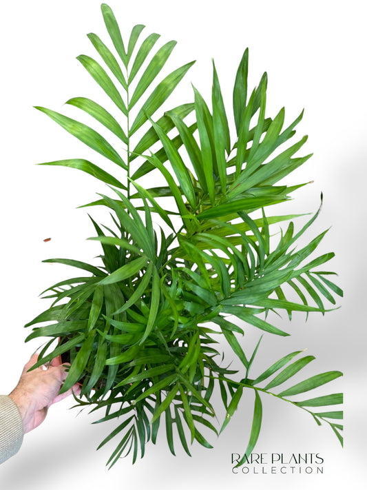 Chamaedorea Elegans