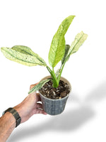 Epipremnum Giganteum Mint rare plants collection