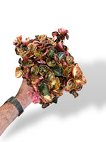 Peperomia Creme Brulee rare plants collection marcelarium