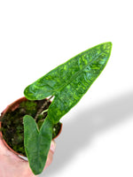 Alocasia Reticulata rare plants collection marcelarium