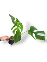 Monstera Sierrana Hawai