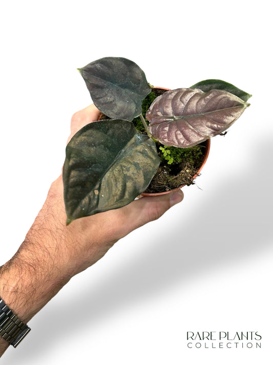 Alocasia Infernalis Black Magic