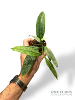 Hoya Multiflora Silver Splash