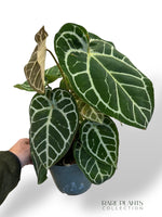 Anthurium Crystallinum Karma