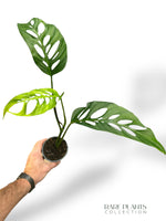 Monstera Obliqua x Adansonii