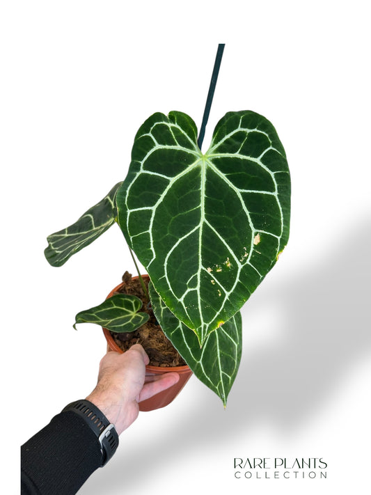 Anthurium Crystallinum XL