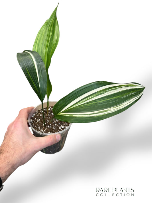Aspidistra Elatior Variegata