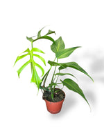 Monstera Burle Marx Flame fenestration rare plants collection marcelarium