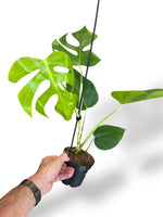 Monstera Sierrana Hawai