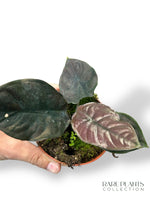 Alocasia Infernalis Black Magic