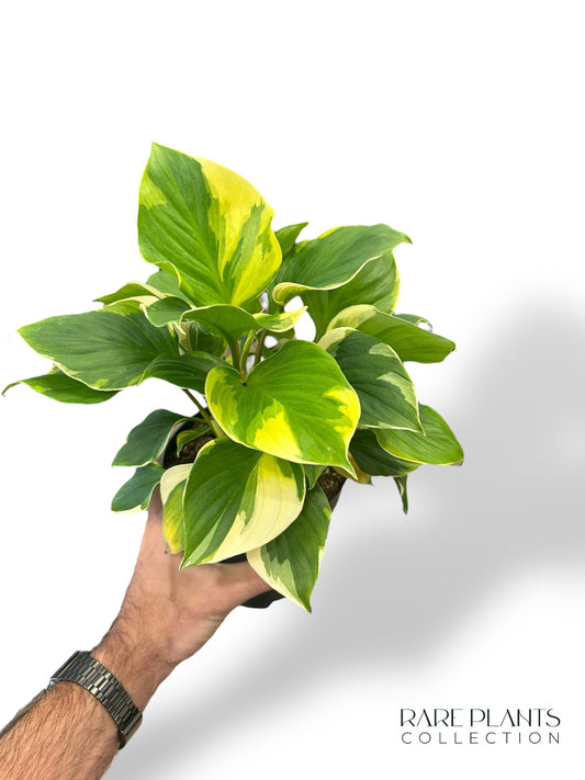 Homalomena Sunshine