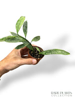 Hoya Multiflora Silver Splash