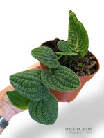 Rhaphidophora Tenuis Silver rpc rare plants collection terrarium marcelarium