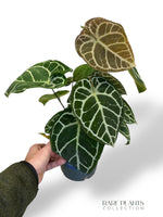 Anthurium Crystallinum Karma