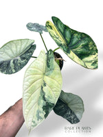 Alocasia Dragon Scale Albo Variegata rpc rare plants collection marcelarium