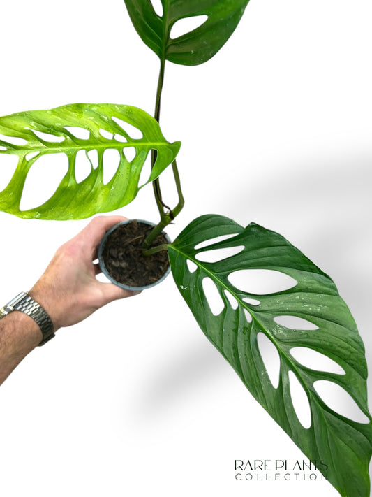 Monstera Obliqua x Adansonii