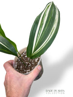 Aspidistra Elatior Variegata