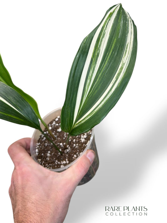 Aspidistra Elatior Variegata