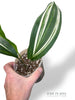 Aspidistra Elatior Variegata
