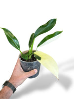 Philodendron Wend Imbe Variegata rare plants collection