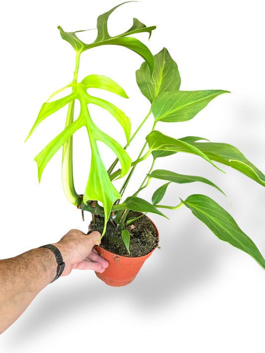 Monstera Burle Marx Flame fenestration rare plants collection marcelarium