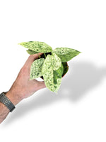 Alocasia Dragon Scale Mint rare plants collection marcelarium