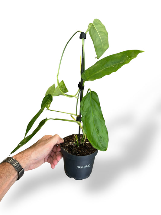 Monstera Amazonas
